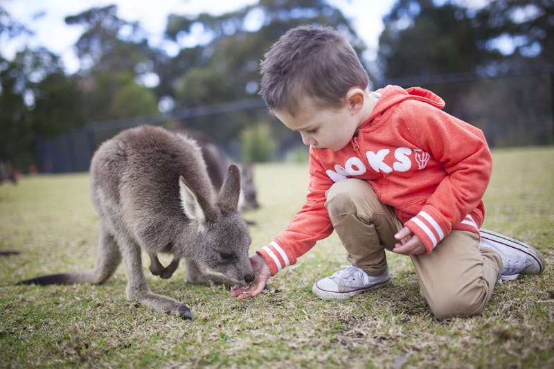 Symbio Wildlife Park Admission in Sydney - Klook