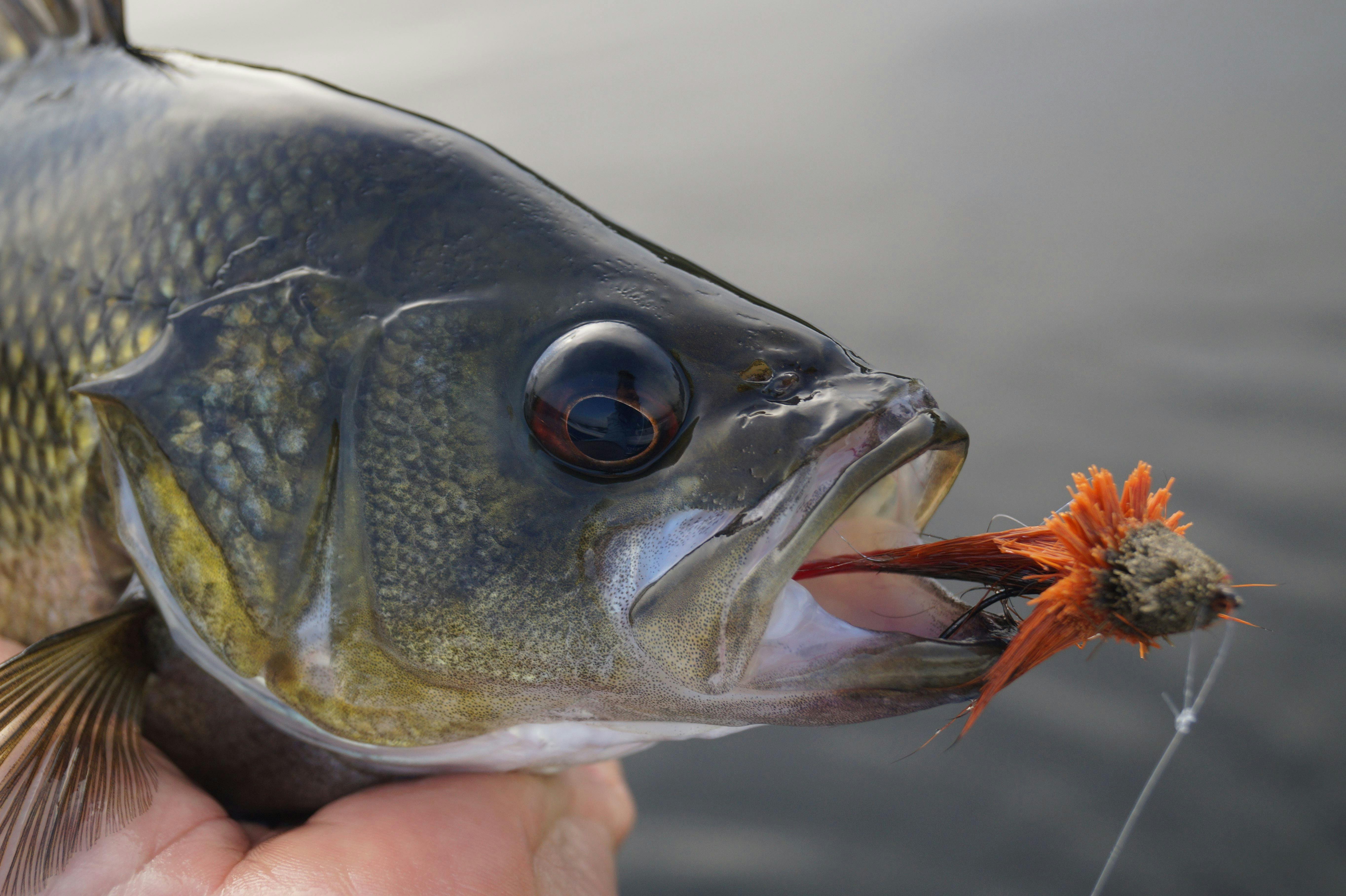 Fishing the Northern Rivers (Half Day)