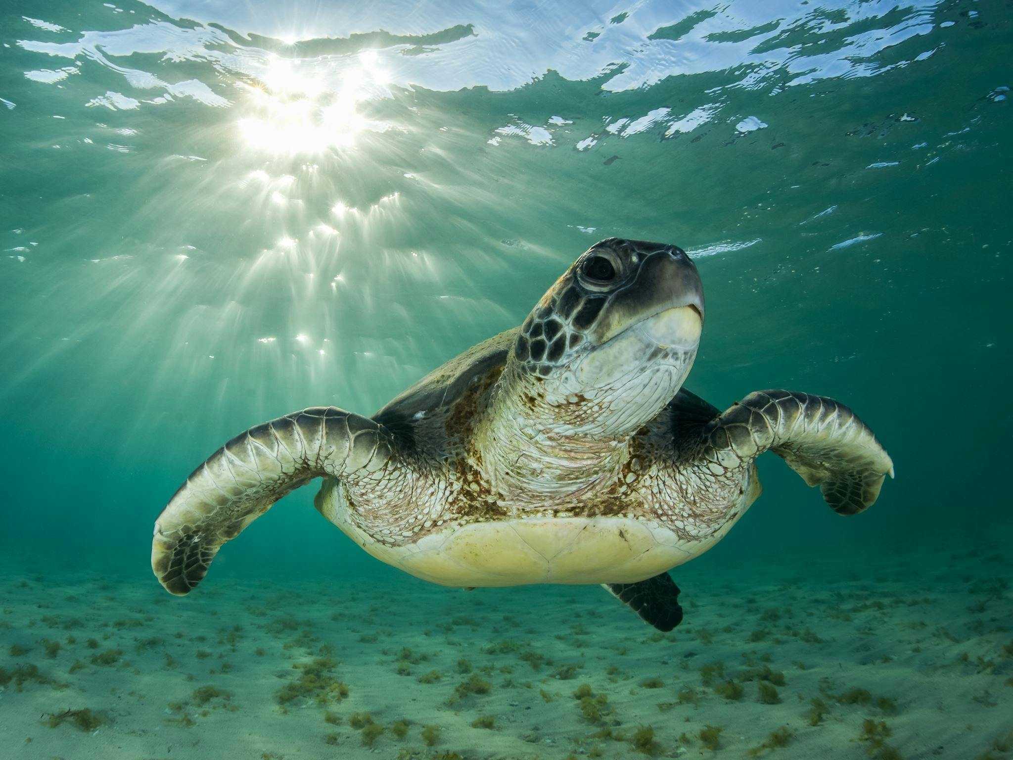 Schwimmen Sie mit Schildkröten
