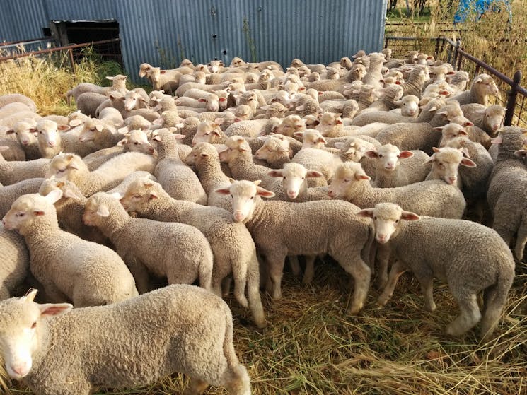 A pen of merino lambs taken October 2015