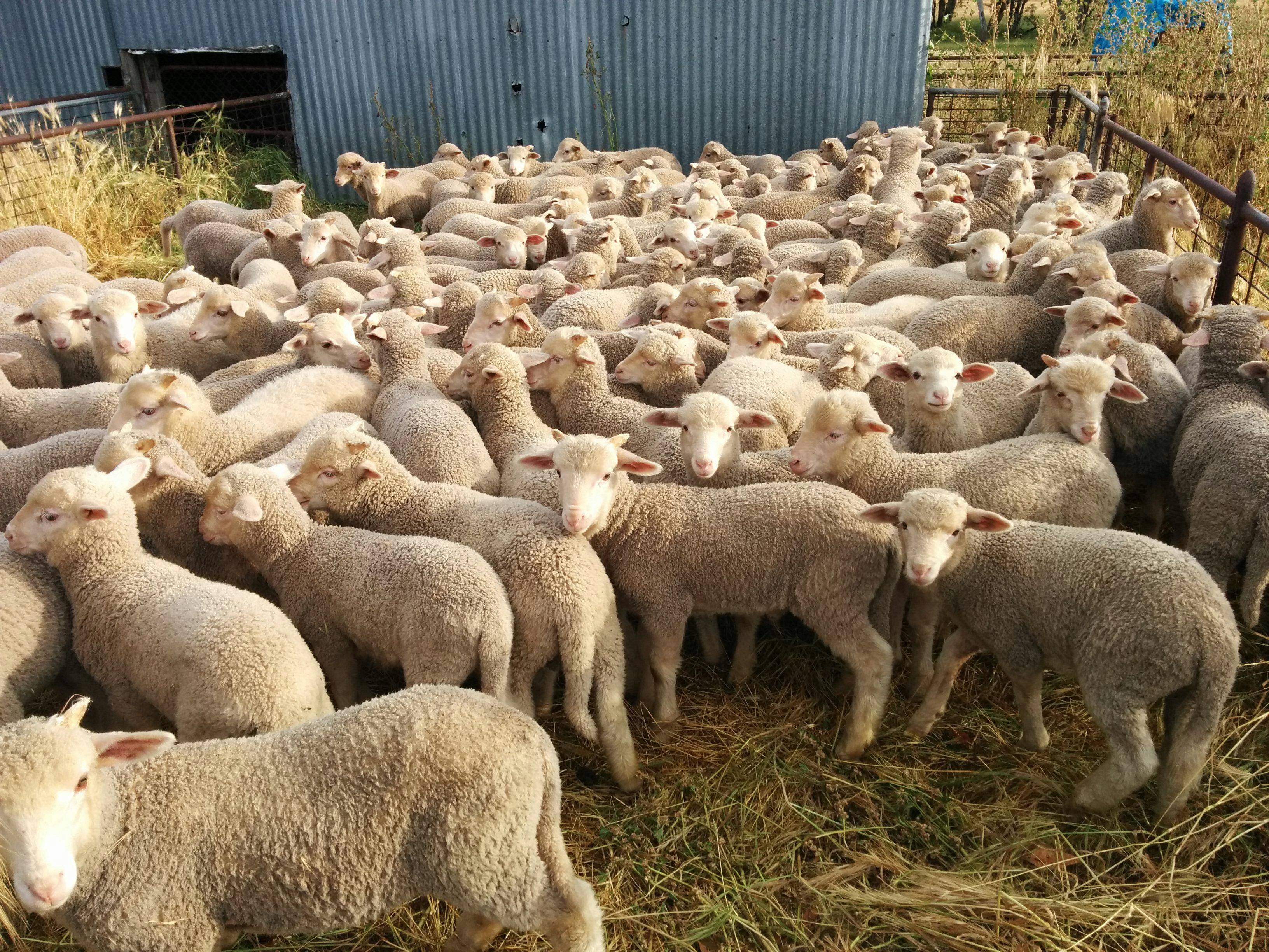 2015年10月に撮影されたメリノ種の子羊の囲い