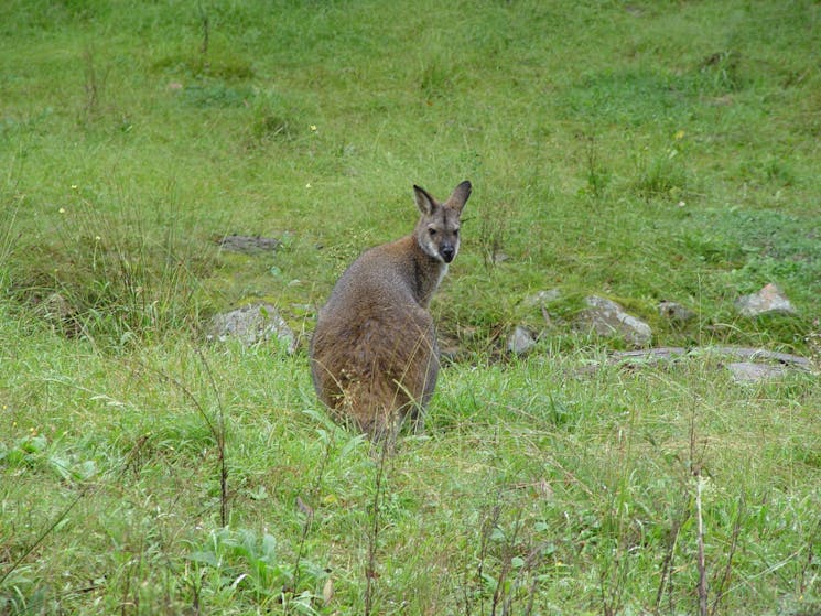 Have breakfast in the wilderness with wild kangaroos and wallabies