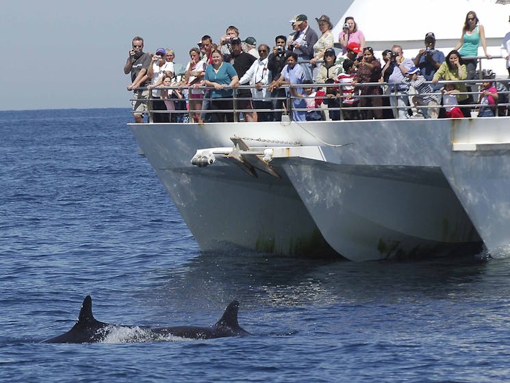 Dolphin Watching with Moonshadow Cruises