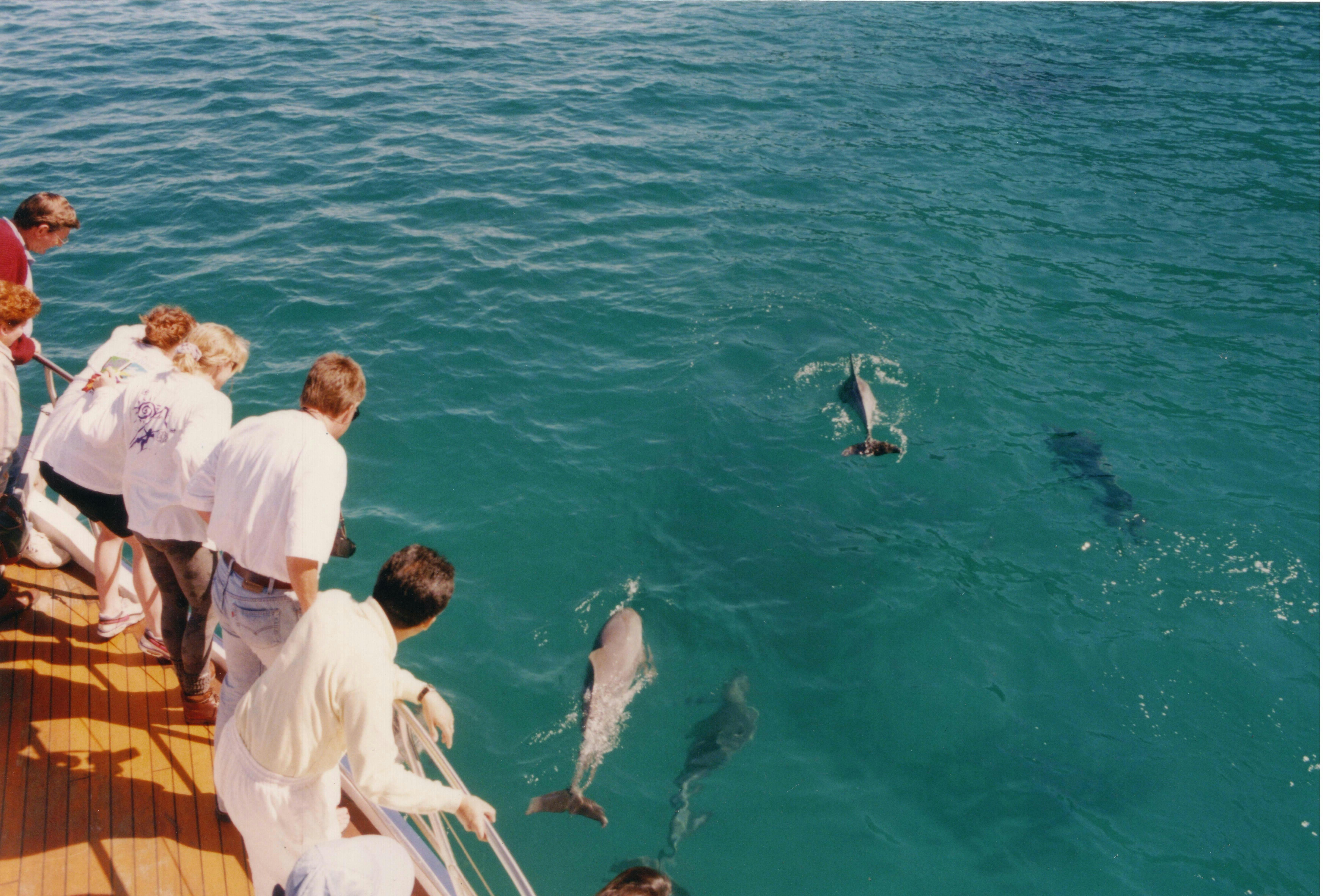 Dolphin Watching with Moonshadow Cruises