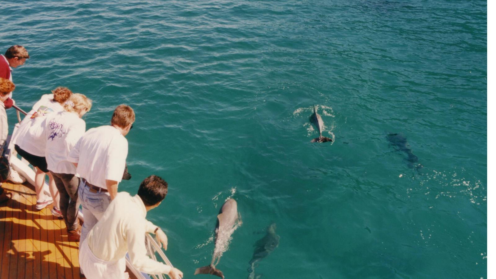 Dolphin Watching with Moonshadow Cruises