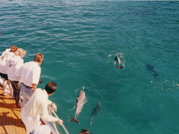 Dolphin Watching with Moonshadow Cruises
