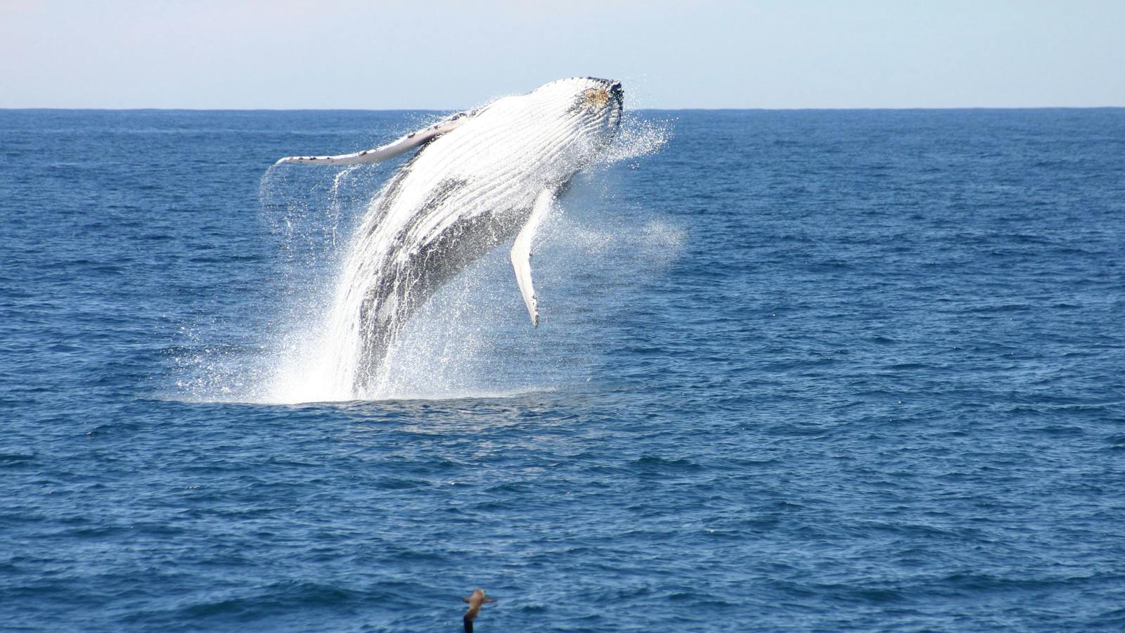 Whale Watching with Moonshadow Cruises