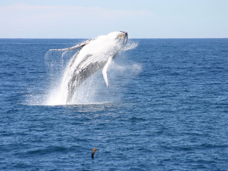 Whale Watching with Moonshadow Cruises