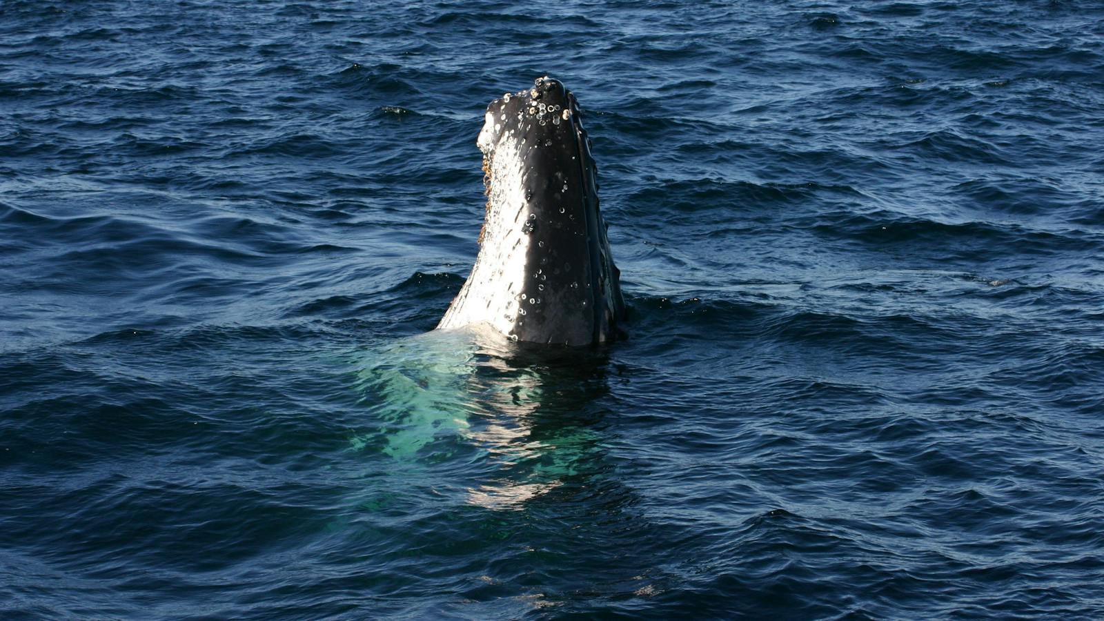Humpback Whales Port Stephens with Moonshadow Cruises