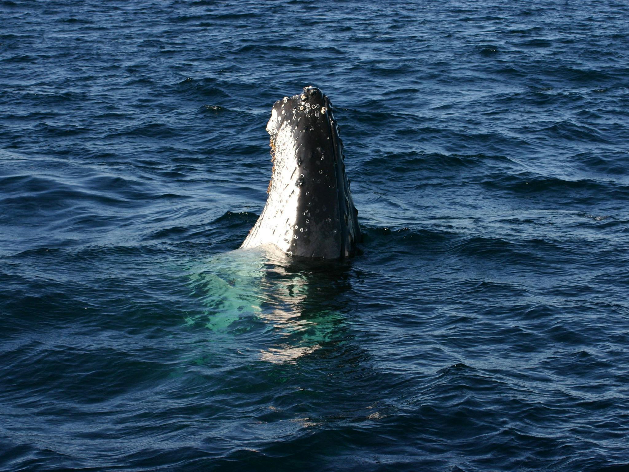 Humpback Whales Port Stephens with Moonshadow Cruises