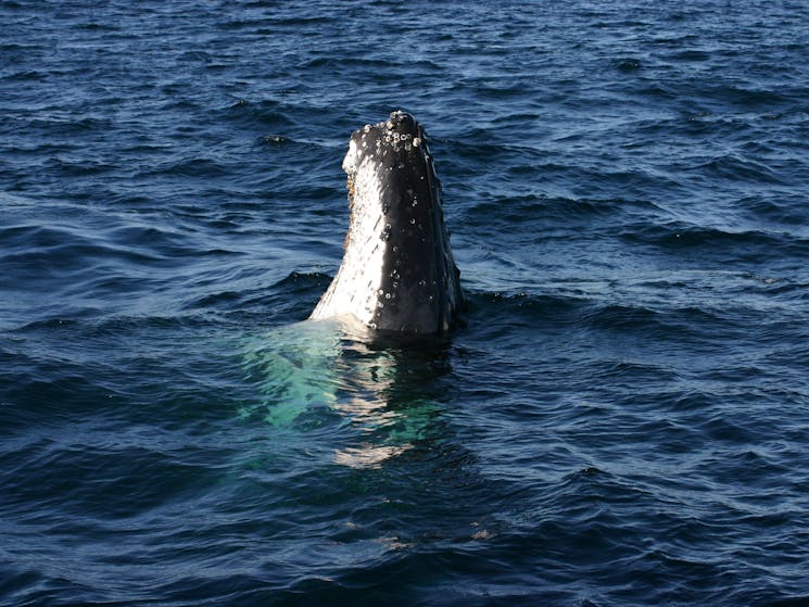 Humpback Whales Port Stephens with Moonshadow Cruises