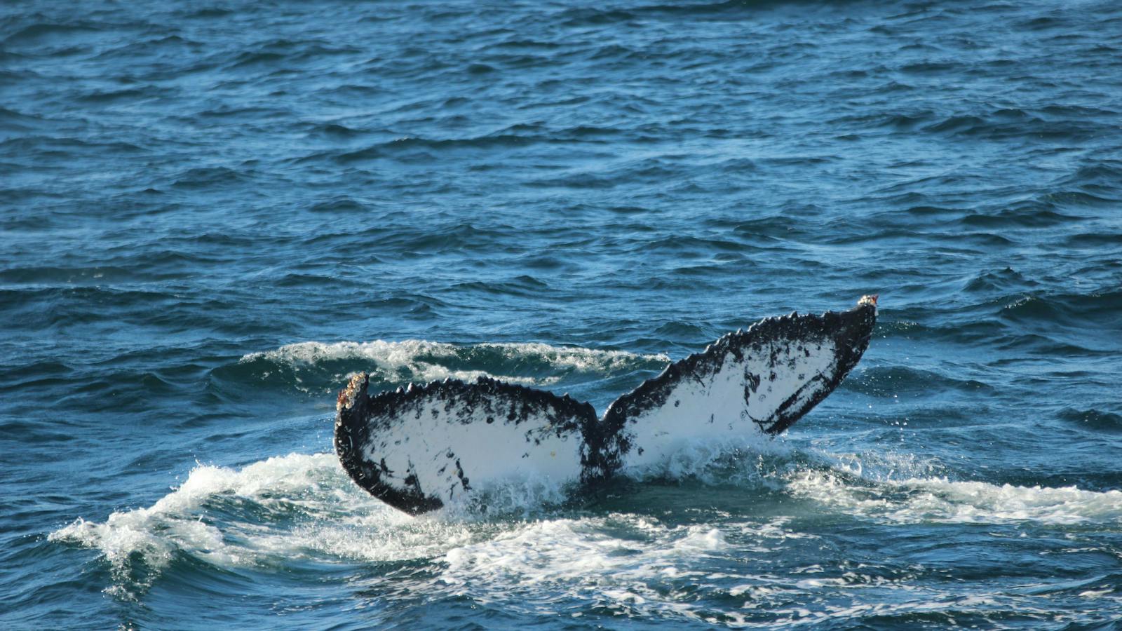 Humpback Whales Port Stephens with Moonshadow Cruises