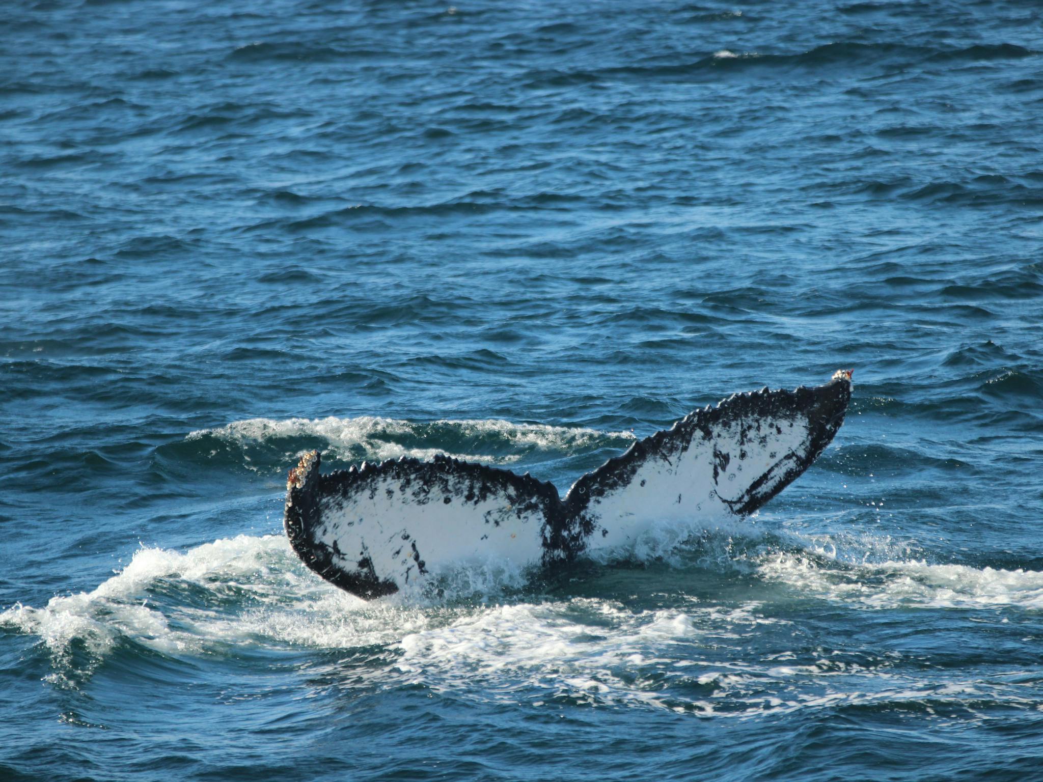 Humpback Whales Port Stephens with Moonshadow Cruises
