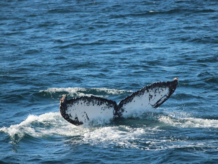 Humpback Whales Port Stephens with Moonshadow Cruises