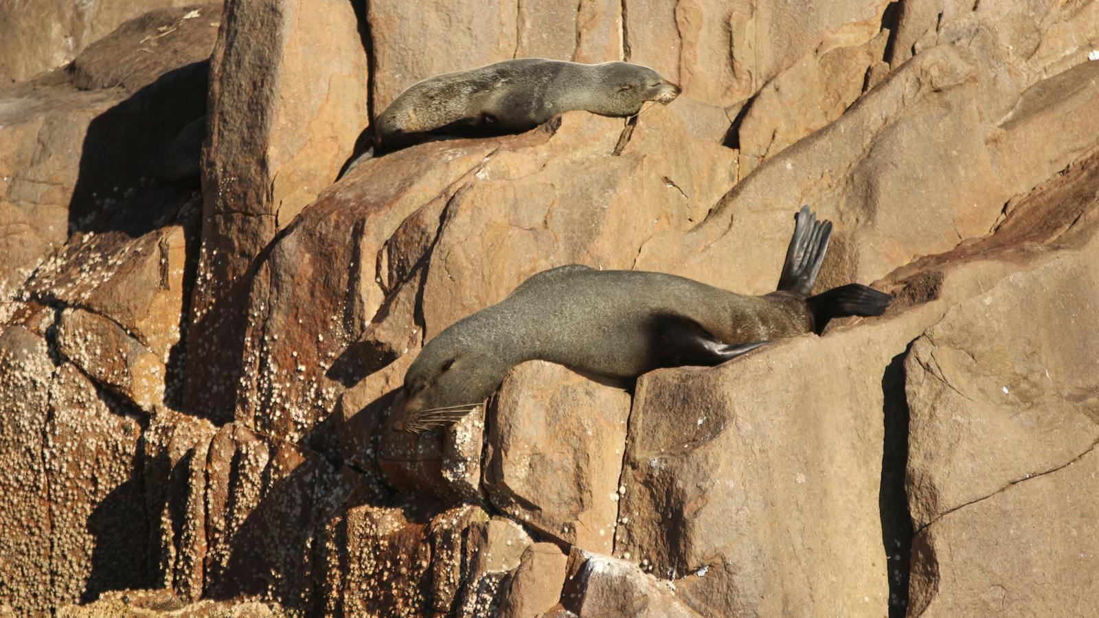 Australian Fur Seals aboard Moonshadow Cruises Whale Watching Cruise