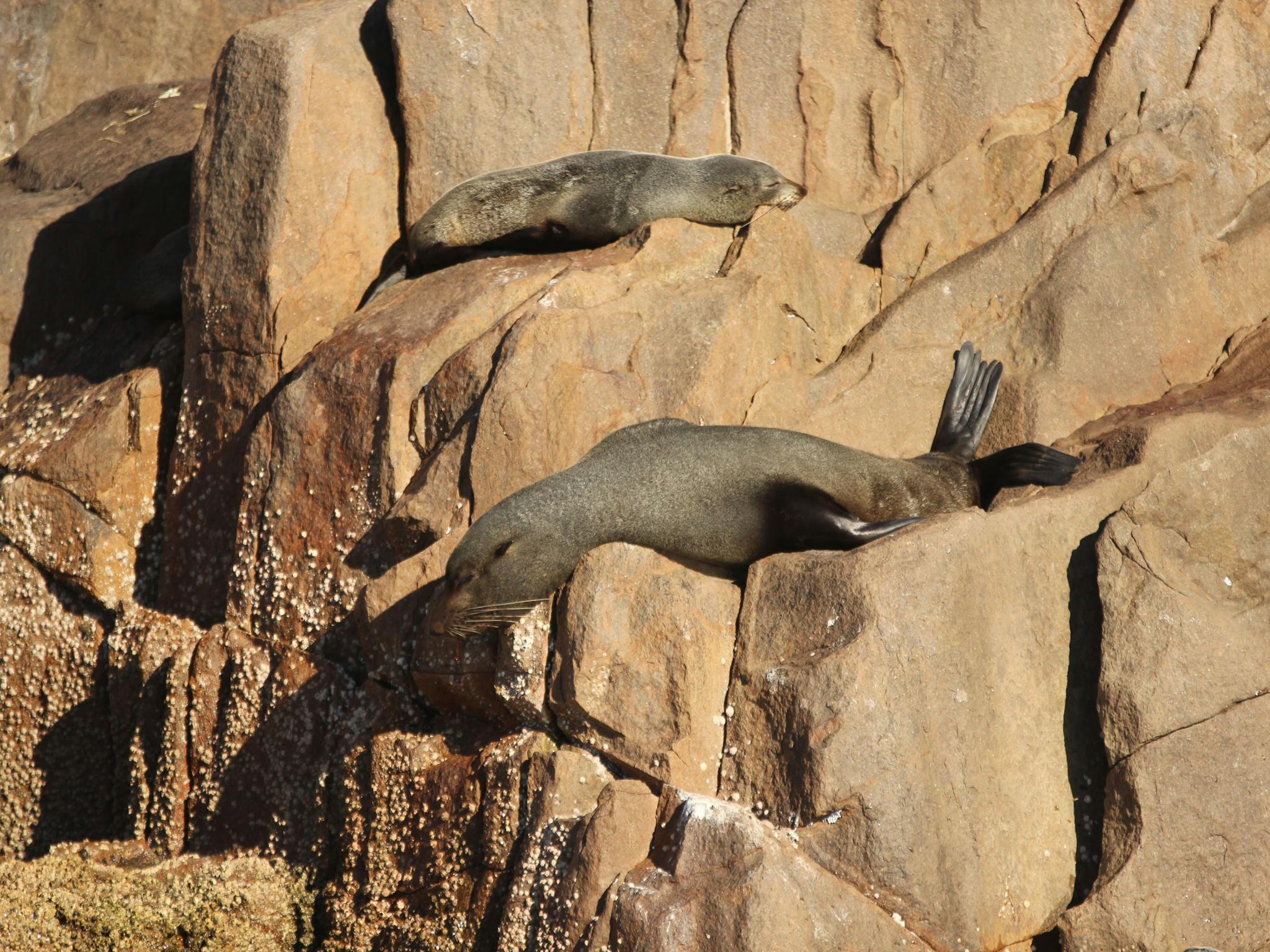 Australian Fur Seals aboard Moonshadow Cruises Whale Watching Cruise