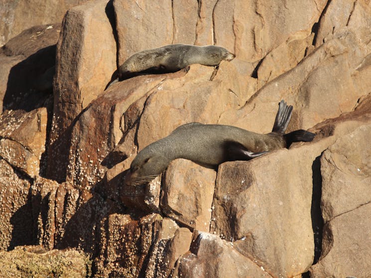 Australian Fur Seals aboard Moonshadow Cruises Whale Watching Cruise