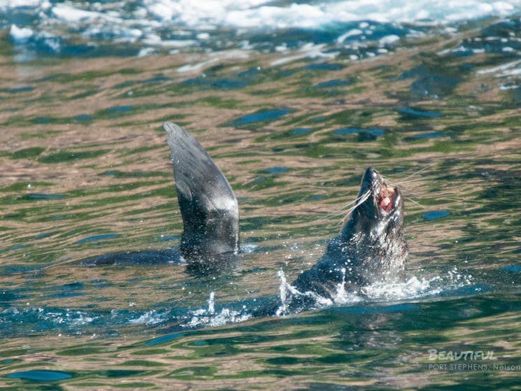 Australian Fur Seals aboard Moonshadow Cruises Whale Watching Cruise