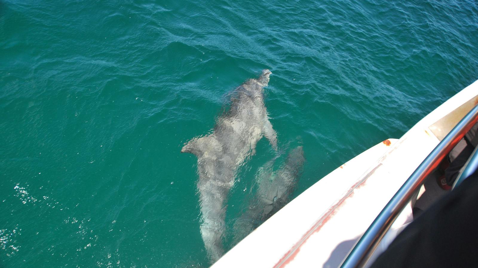 Dolphin riding the bow of Moonshadow III on the way to Broughton Island