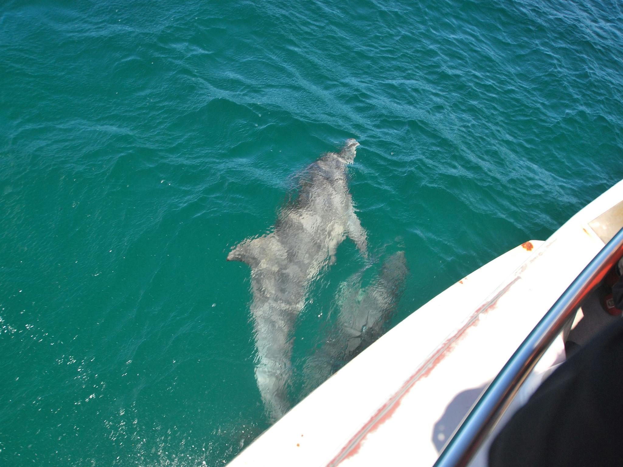 Dolphin riding the bow of Moonshadow III on the way to Broughton Island