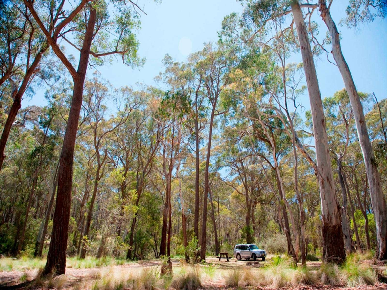 Camping im Coolah-Tops-Nationalpark