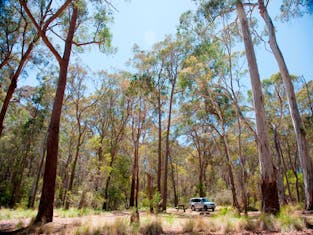 Coolah Tops National Park Camping