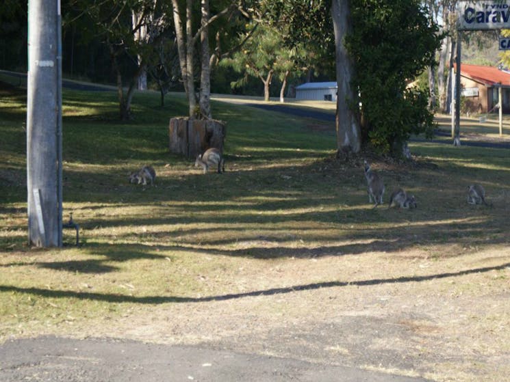 Tyndale Tourist Park and Roadhouse NSW Holidays &