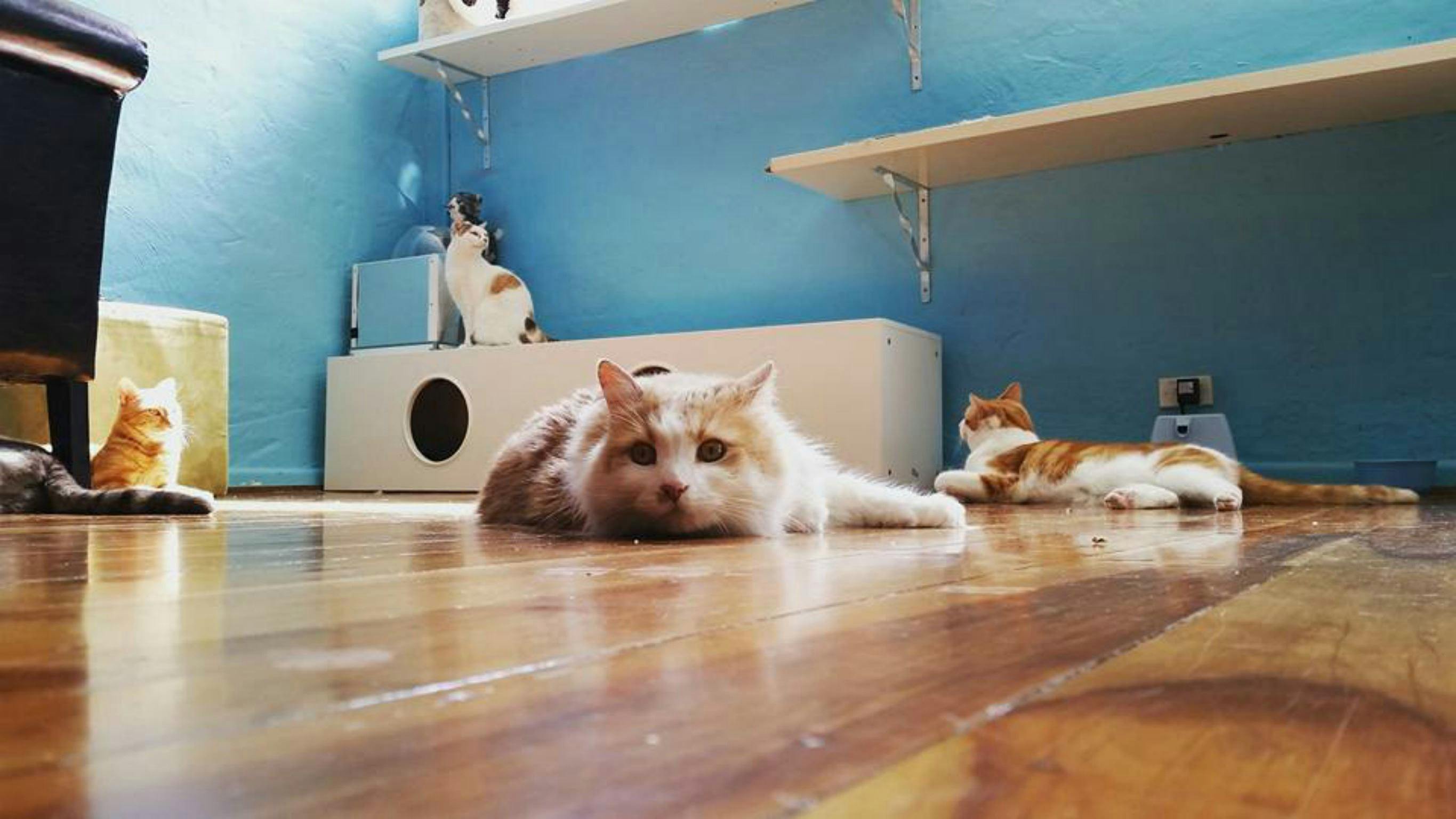 Catmosphere Cat Cafe | Sydney, Australia - Official Travel ...