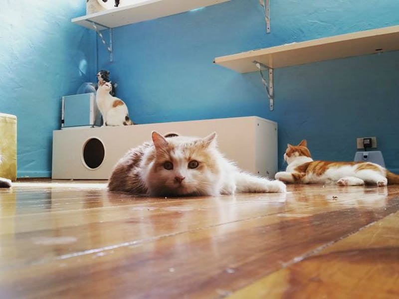 Catmosphere Cat  Cafe  Sydney Australia Official Travel 