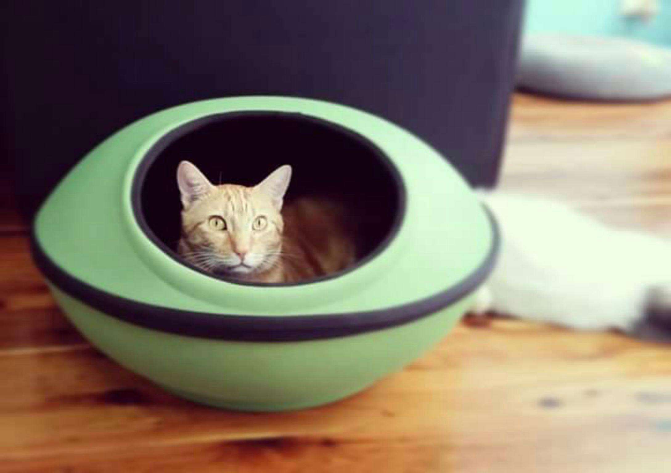 Catmosphere Cat Cafe Sydney Australia Official Travel Catmosphere Cat Cafe Sydney Australia Official Travel