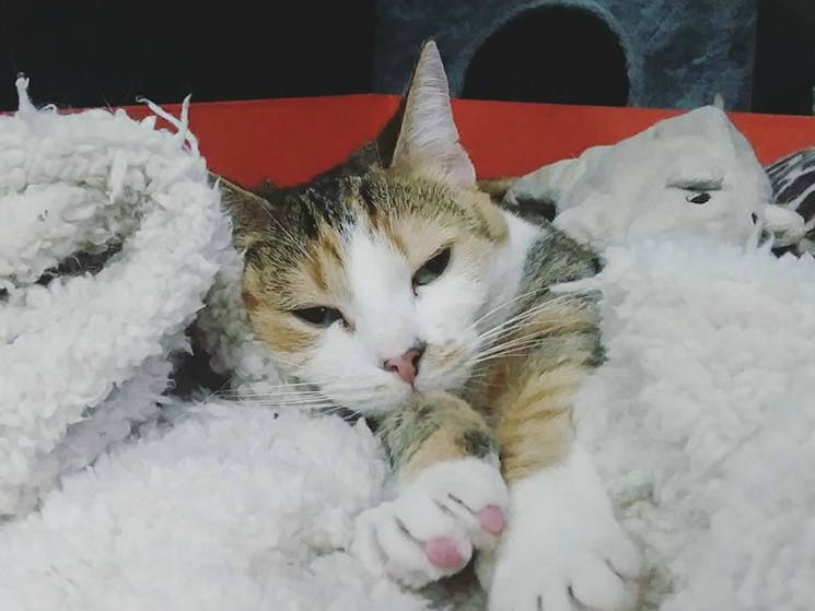 Catmosphere Cat Cafe Sydney Australia Official Travel Catmosphere Cat Cafe Sydney Australia Official Travel