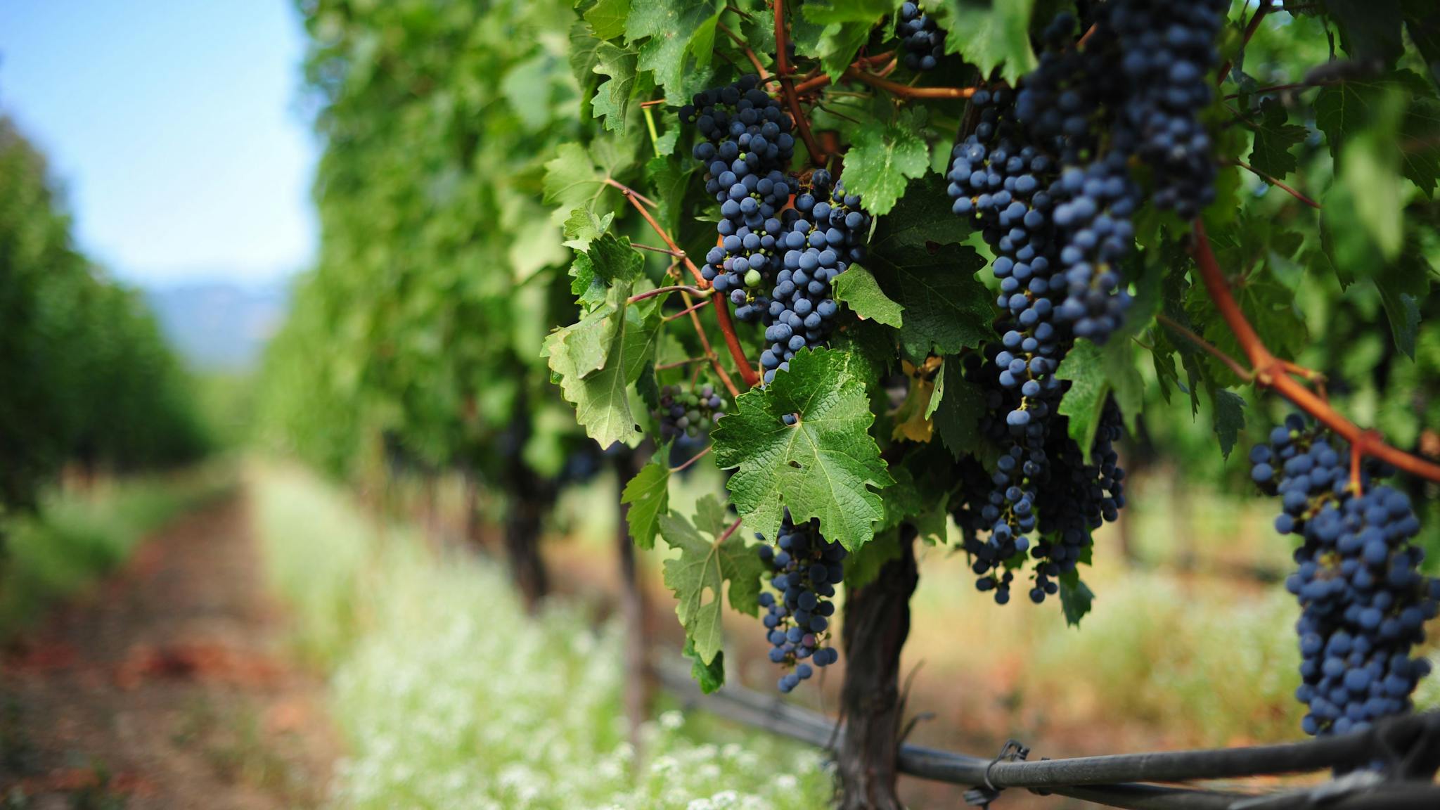 Canberra Winery Tours
