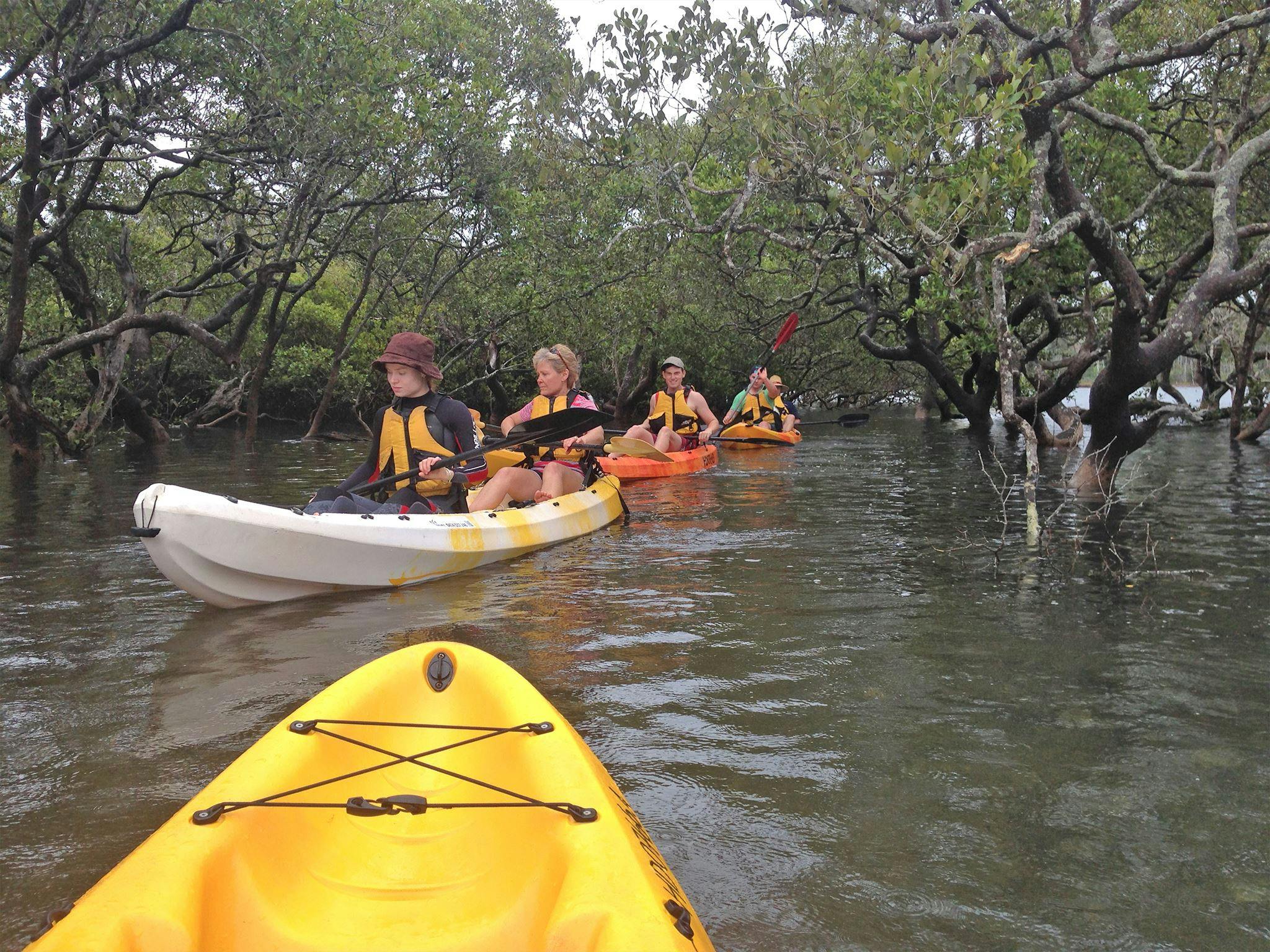 Mangrove magic