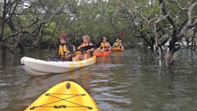 Mangrove magic