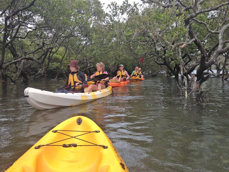 Mangrove magic