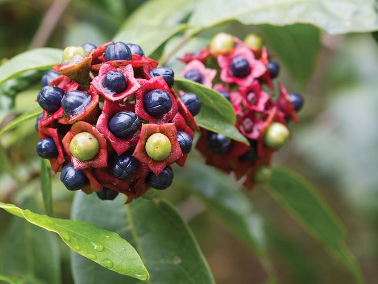 Original__9977574_FN05_Hairy_Clerodendrum_in_Burrawan_State_Forest.jpg