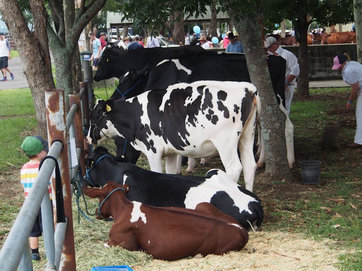 Albion Park Show - Cattle