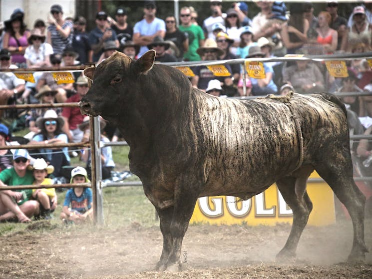 Jindabyne's Man From Snowy River Rodeo