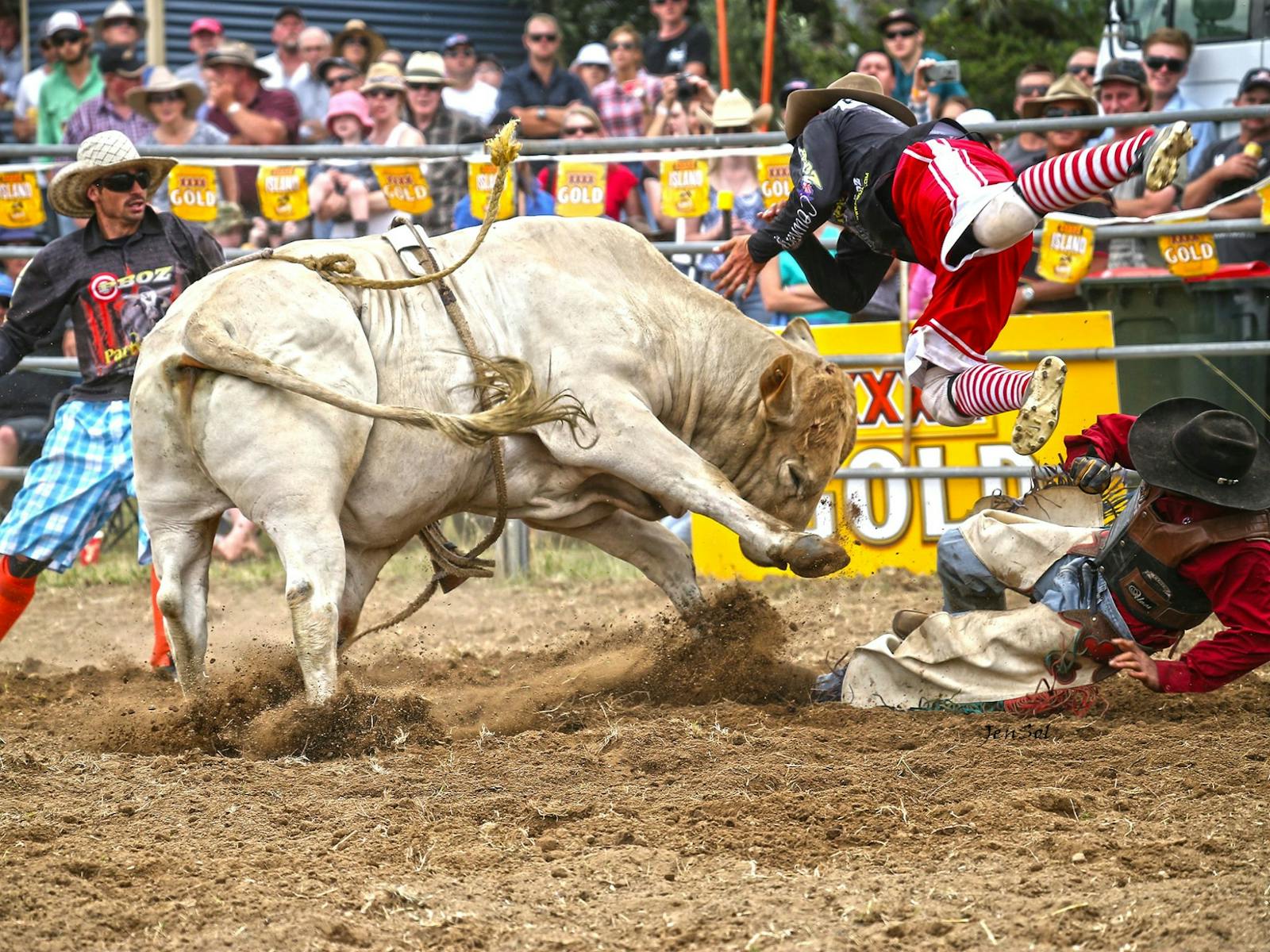 Image for Jindabyne's Man From Snowy River Rodeo