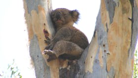 Annual Koala Count 