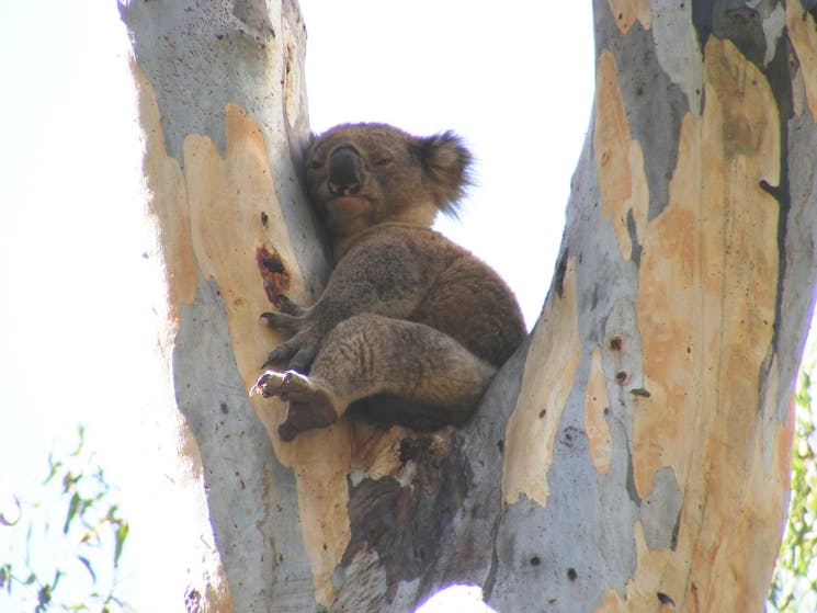Annual Koala Count 