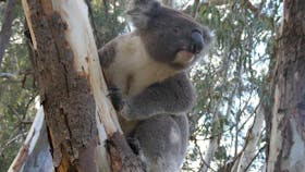 Annual Koala Count 
