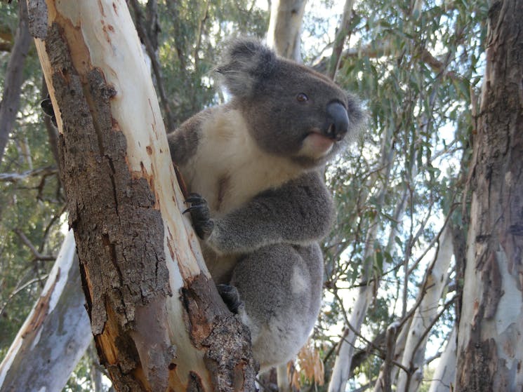 Annual Koala Count 