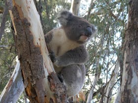 Annual Koala Count Cover Image