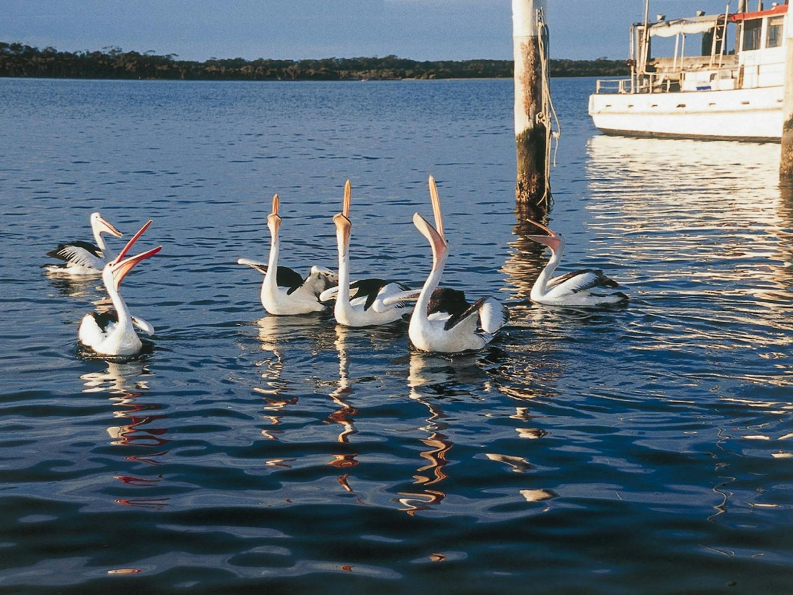 Greenwell Point, Fishing Village, Pelicans, South Coast