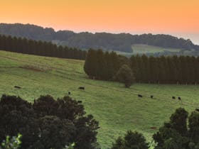 Robertson image