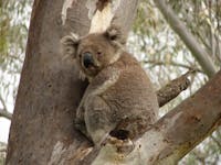 Image: Koala Spotting Narrandera