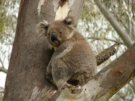 Koala