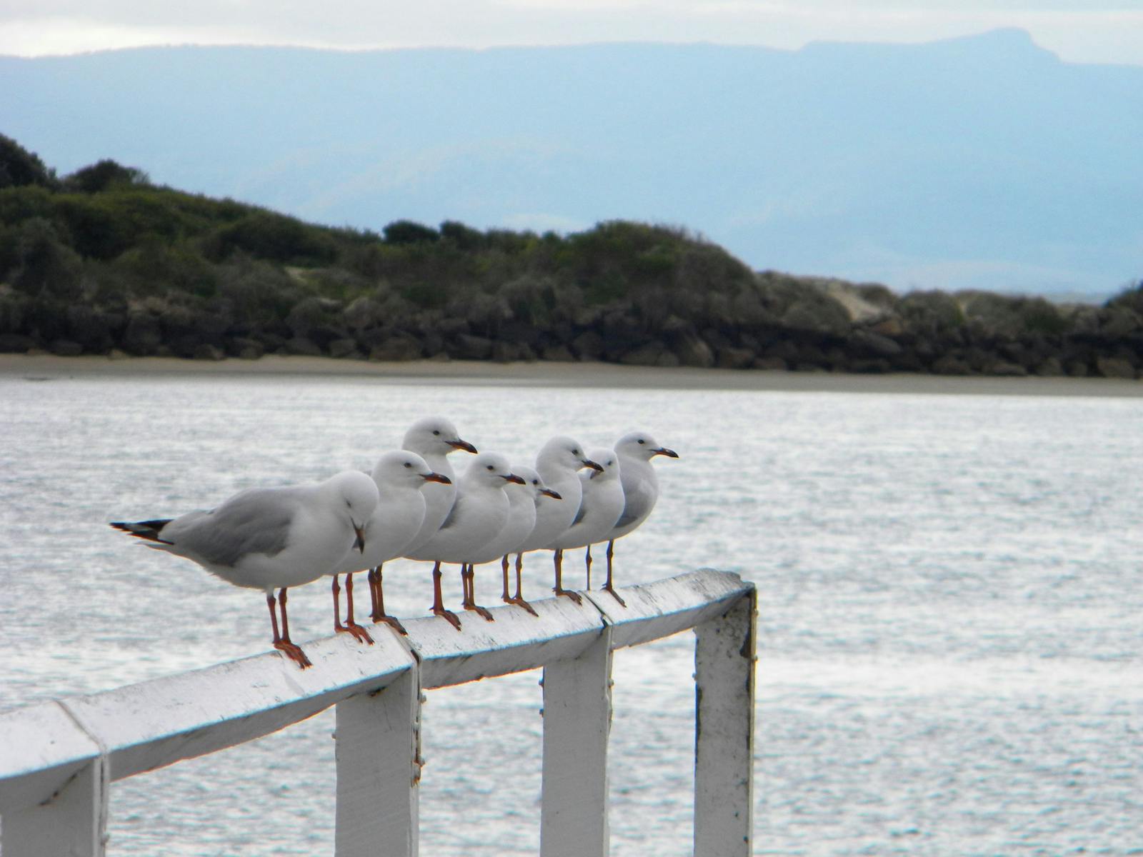 Meet the locals, Orient Point, Shoalhaven, NSW