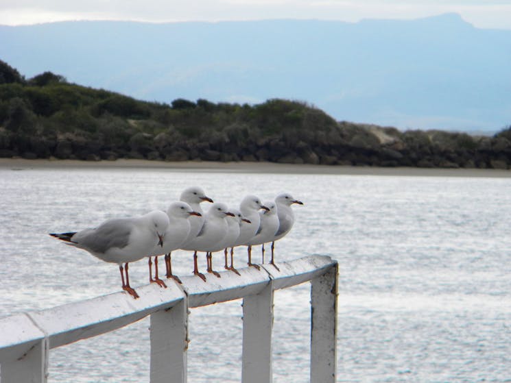 Orient Point, Bird life, Shoalhaven, South Coast, NSW
